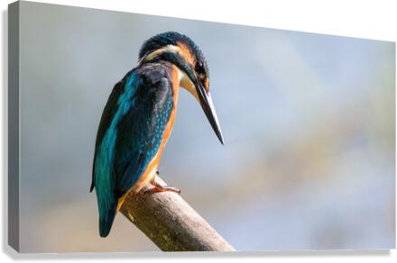 3636 Canvas Print