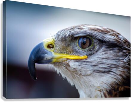 3644 Canvas Print