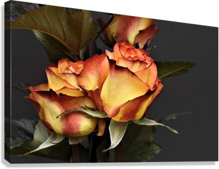 3657 Canvas Print