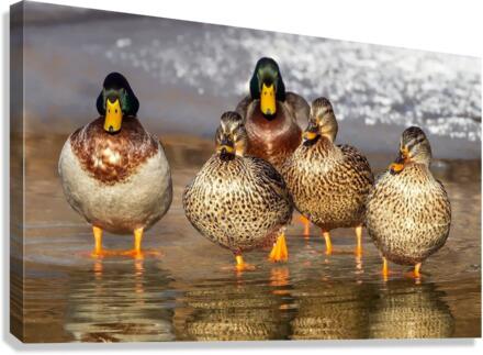 3704 Canvas Print