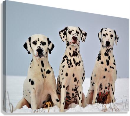 3712 Canvas Print
