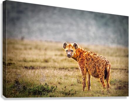 3725 Canvas Print