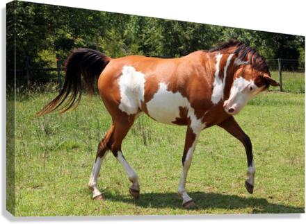 3733 Canvas Print