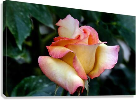 3741 Canvas Print