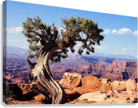 3756 Canvas Print
