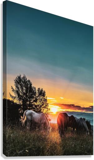 3768 Canvas Print