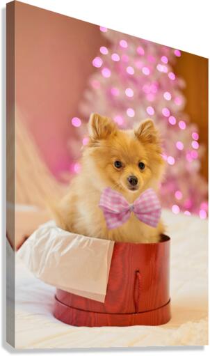 3773 Canvas Print