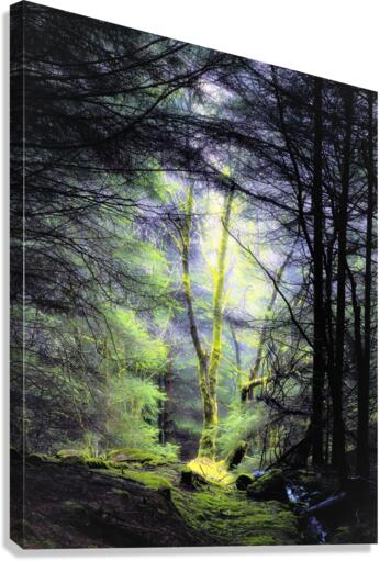 3825 Canvas Print