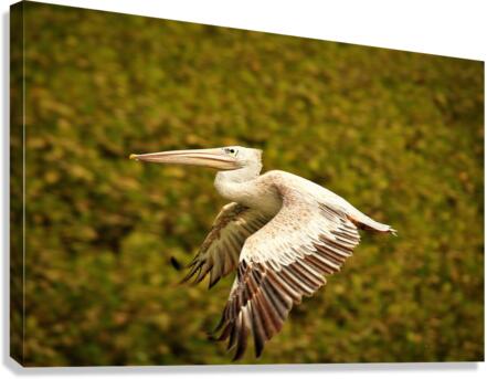3861 Canvas Print