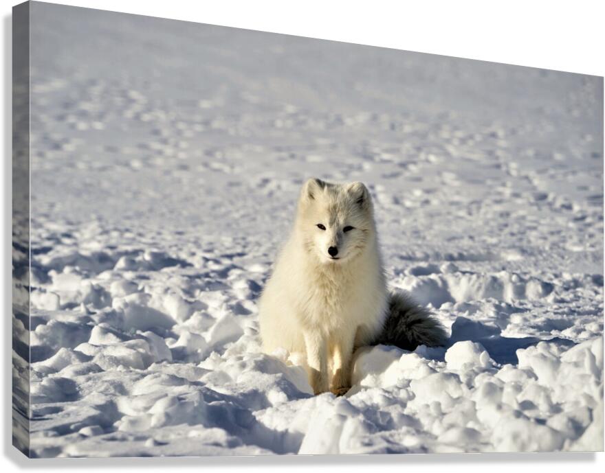 4021 Canvas Print