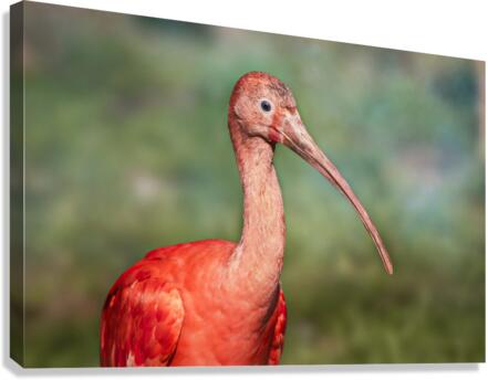 4034 Canvas Print