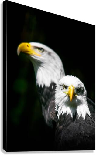 4033 Canvas Print