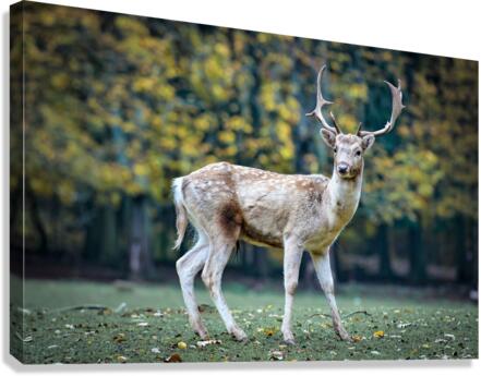 4048 Canvas Print