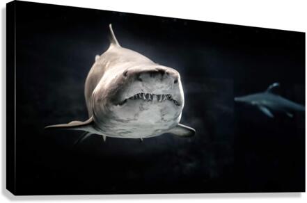 4082 Canvas Print