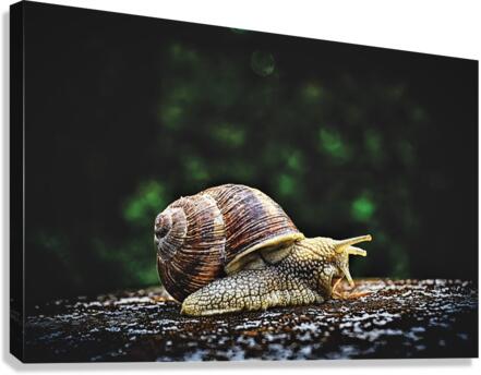 4084 Canvas Print