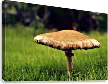 4086 Canvas Print
