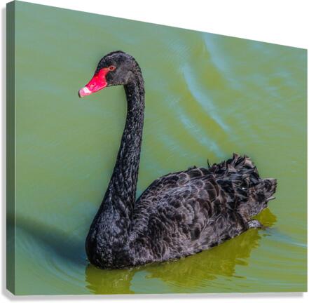4114 Canvas Print