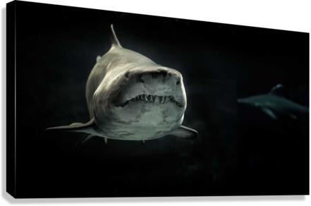 4116 Canvas Print