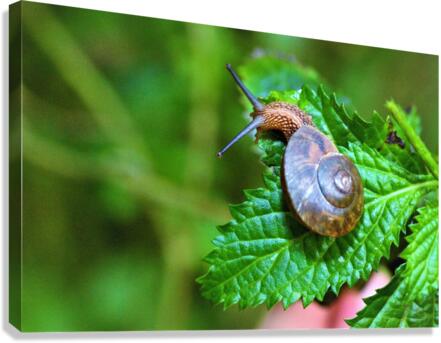 4136 Canvas Print