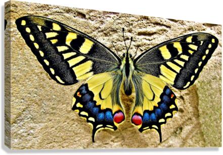 4139 Canvas Print