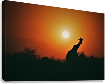 4162 Canvas Print