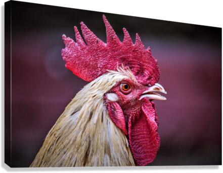 4166 Canvas Print