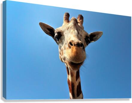 4167 Canvas Print