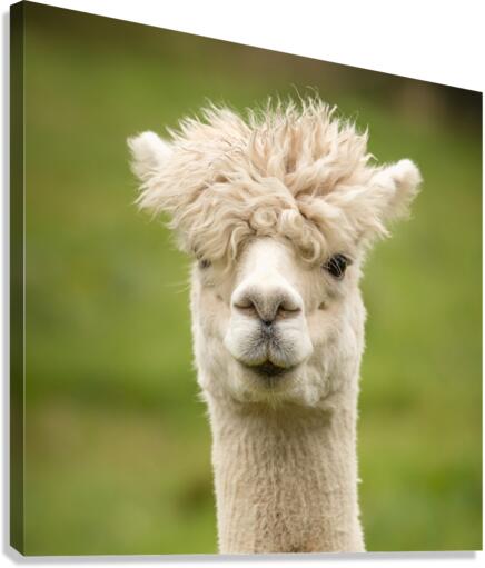4178 Canvas Print
