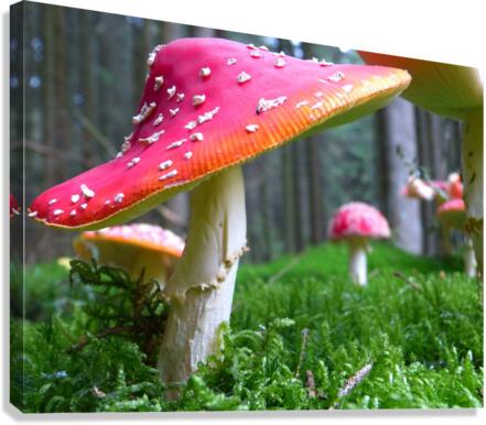 4181 Canvas Print