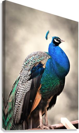 4194 Canvas Print