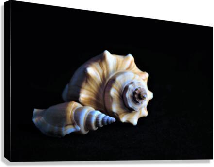 4201 Canvas Print
