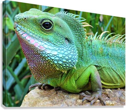 4203 Canvas Print