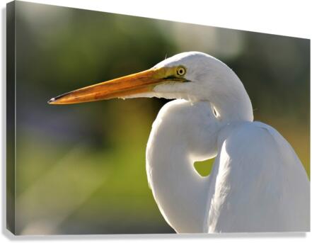 4210 Canvas Print