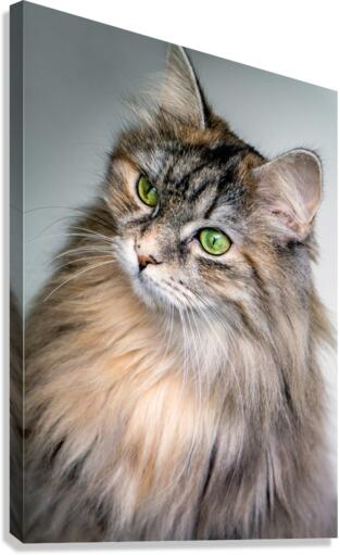 4227 Canvas Print
