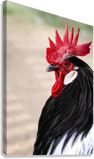 4231 Canvas Print