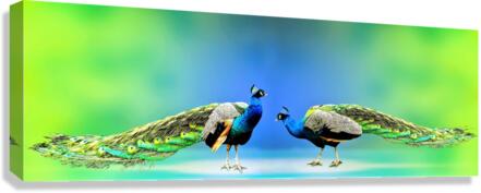4256 Canvas Print
