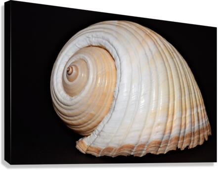 4258 Canvas Print