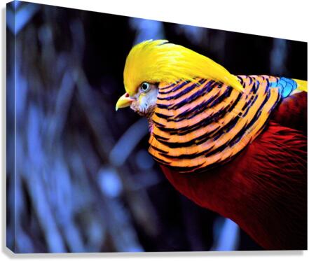 4262 Canvas Print