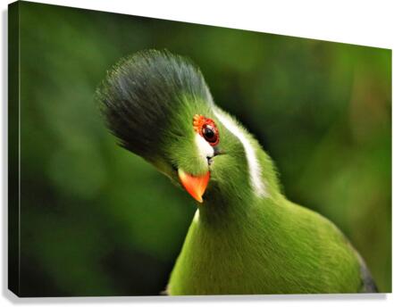 4268 Canvas Print