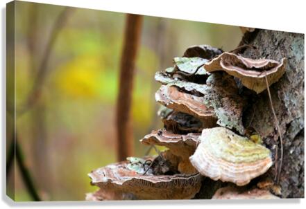 4289 Canvas Print