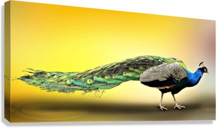 4297 Canvas Print
