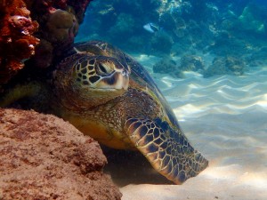 Afternoon  a resting green sea turtle 