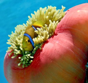 My home my castle  a clown fish and its anemone 