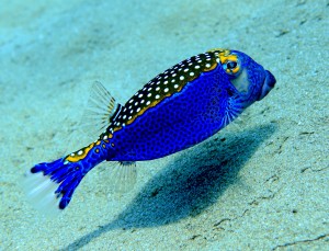 Like a blue bird blue box fish