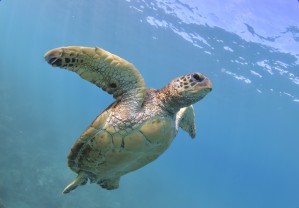 Flying. A green sea turtle 