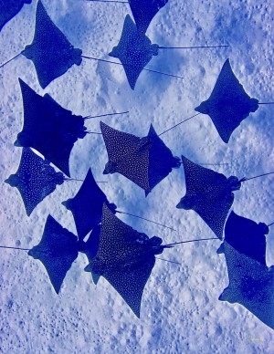 Flying...a school of eagle rays