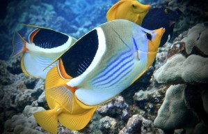 A sadleback butterflyfish 