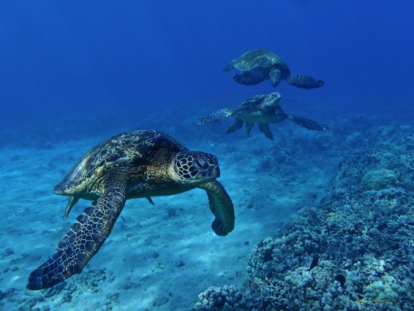 Three sisters  by Tatiana Gonnason