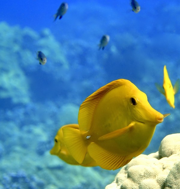 Yellow  a yellow tang  by Tatiana Gonnason
