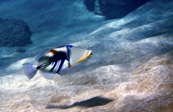 Humu  Picasso humu  by Tatiana Gonnason